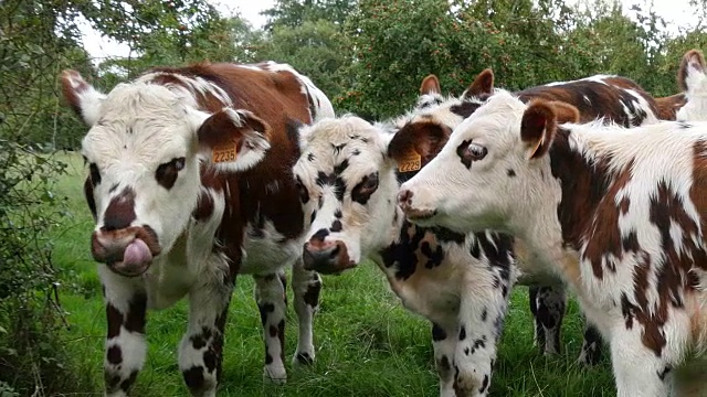 诺曼底牛，在牧场的牛，诺曼底，实时视频下载