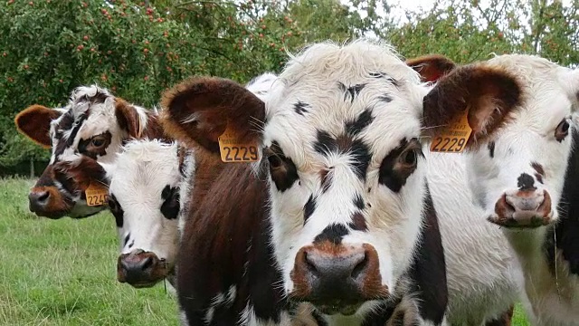 诺曼底牛，在牧场的牛，诺曼底，实时视频下载