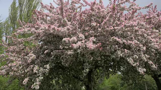 ZO开花樱花树视频素材