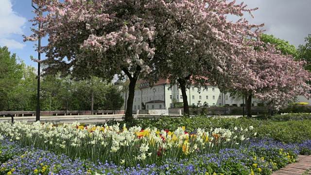 PAN公园里盛开的樱花树视频素材