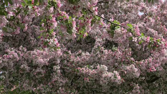 樱花盛开的照片视频素材