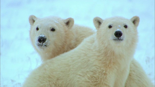 雪原上的两只小熊的特写视频下载