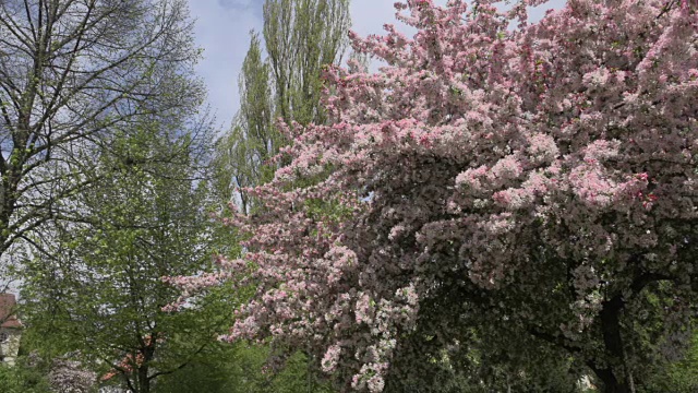 PAN樱花树开花视频素材