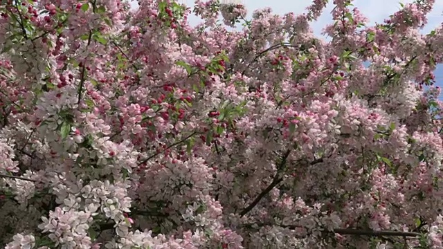 盛开的樱花树视频素材