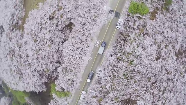 直接俯瞰樱花和交通在黄翎山的道路在春天视频下载