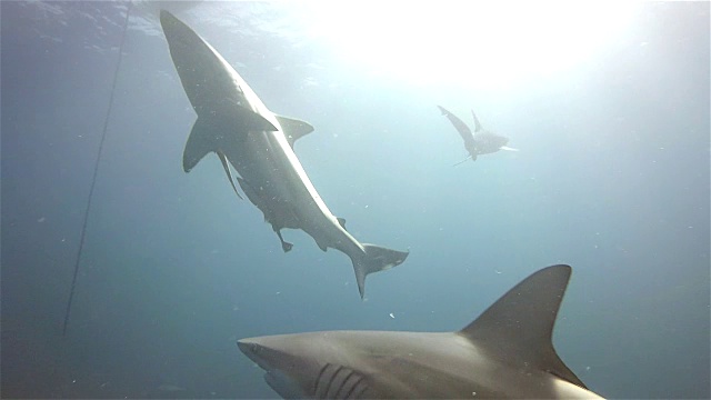 阿利瓦尔浅滩上的黑尖鲨视频素材