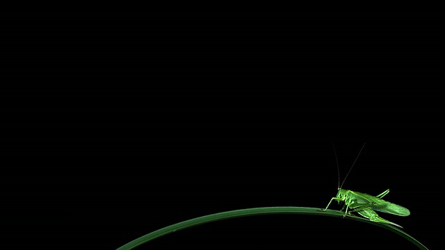 CU SLO MO拍摄的大绿刷蟋蟀，tetigonia viridissima，成年跳跃/ Calvados，诺曼底，法国视频素材