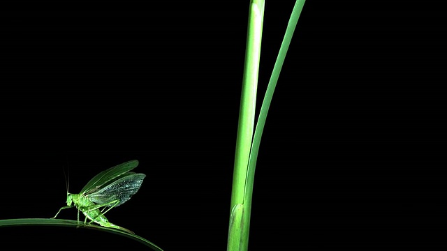 CU SLO MO拍摄的大绿刷蟋蟀，tetigonia viridissima，成年跳跃/ Calvados，诺曼底，法国视频素材