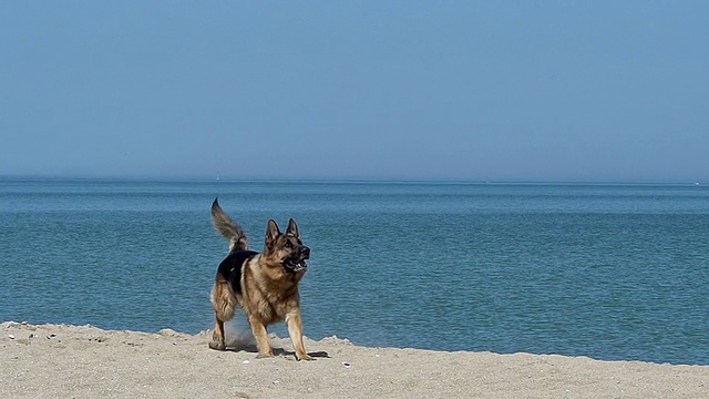 MS SLO MO拍摄的德国牧羊犬，男性捕捉飞盘，海滩/卡尔瓦多斯，法国诺曼底视频下载