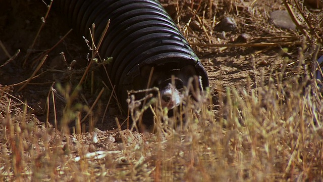 拍摄于USÂ FishÂ andÂ WildlifeÂ NationalÂ Black footedÂ黑脚雪貂ConservationÂ中心/ Fort Collins，科罗拉多州，美国视频素材