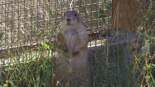 这张照片拍摄于美国鱼类和野生动物国家黑足雪貂保护中心，美国科罗拉多州柯林斯堡视频素材