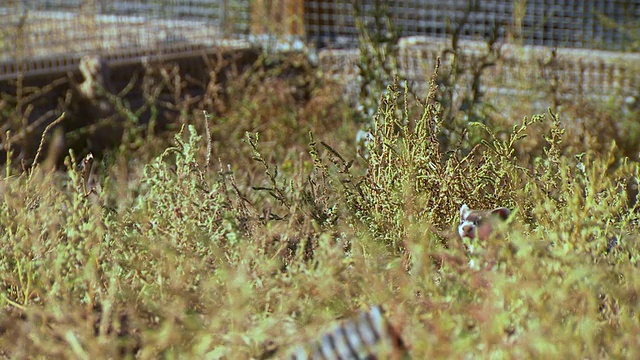 美国鱼类和野生动物国家黑脚雪貂保护中心，美国科罗拉多州柯林斯堡，背景中的小草原土拨鼠视频素材