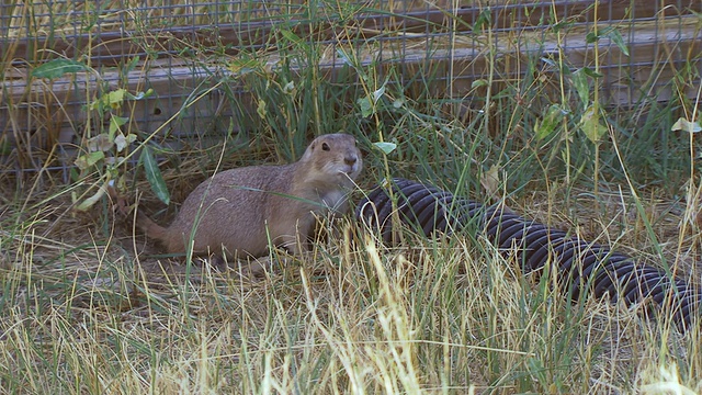美国科罗拉多州柯林斯堡，野生动物国家黑脚黑脚雪貂保护中心，土拨鼠站在管道末端视频素材