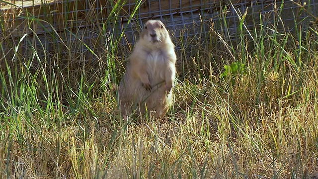 图为美国科罗拉多州柯林斯堡野生动物国家黑脚黑脚雪貂保护中心，土拨鼠站在后面，向四周张望视频素材