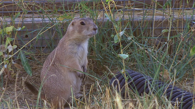 美国科罗拉多州柯林斯堡野生动物国家黑脚黑脚雪貂保护中心周围草原犬鼠的照片视频素材