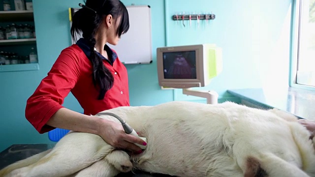 女人在诊所做兽医超声波视频素材