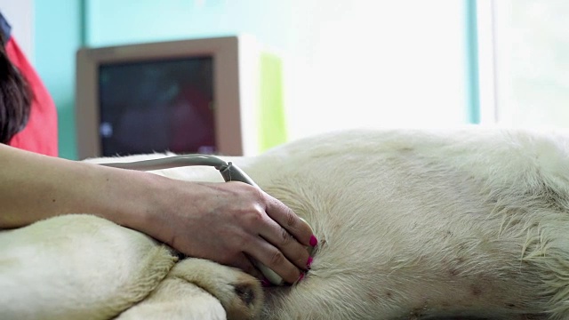 女人在诊所做兽医超声波视频素材