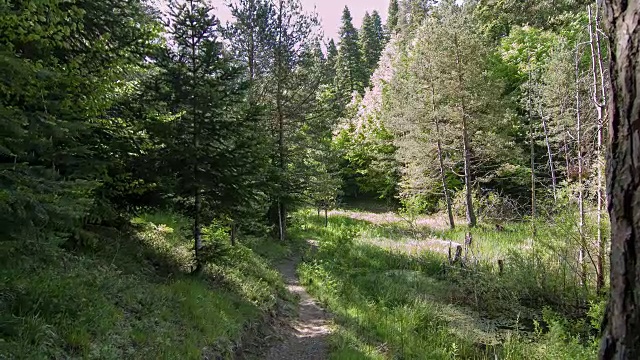 森林视频素材