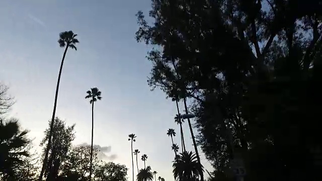 洛杉矶街道上的低角度棕榈树视频素材