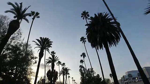 加州La的棕榈树视频素材