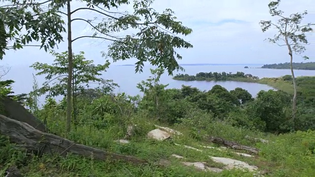 一只鹤在布加拉岛树木丛生的海岸线上空拍摄。视频素材