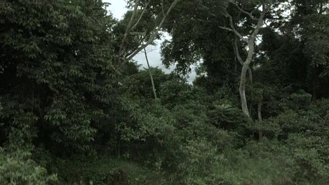 一架无人机在布加拉岛翠绿的森林上空拍摄。视频素材