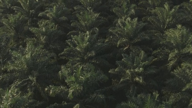 一架无人机在布加拉岛的一片油棕榈种植地上空飞过。视频素材