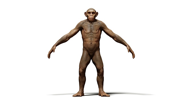 4K猿类到人过程变形动画。用哑光隔离视频下载