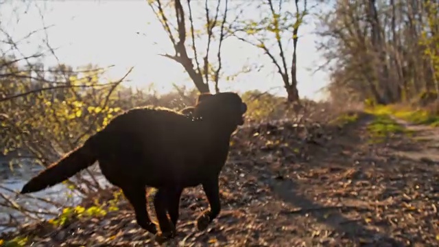 沿着河边奔跑的拉布拉多寻回犬视频下载