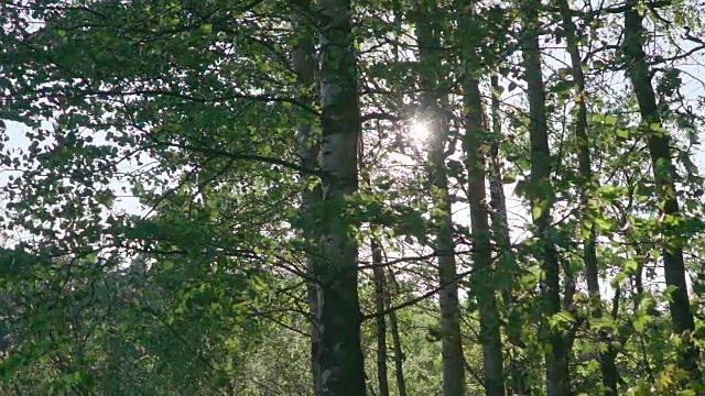 慢镜头:阳光穿过绿叶。视频素材