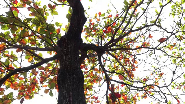 秋树，多莉短4k视频素材