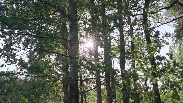 慢镜头:森林里有风视频素材