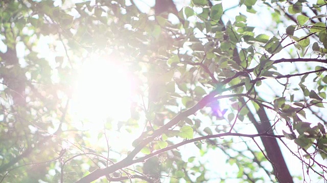 慢镜头:阳光穿过绿叶。视频素材