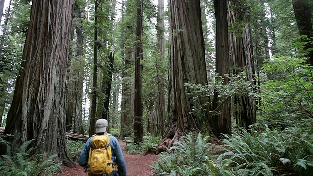 MS Man走在红木森林徒步旅行的小路上，拍摄树/新月城，美国加州视频下载