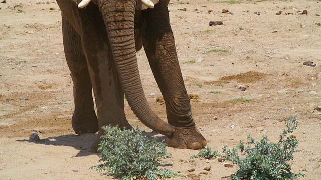 图为非洲大象在沙漠中行走/埃托沙国家公园，纳米比亚视频素材