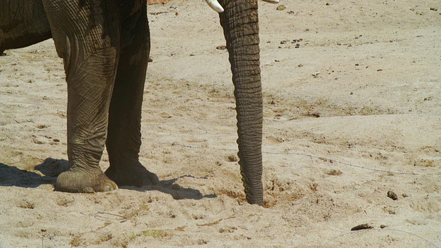 MS TD TU拍摄沙漠中的非洲象/ Etosha国家公园，纳米比亚视频素材
