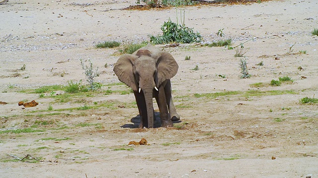 站在沙漠中的非洲大象/埃托沙国家公园，纳米比亚视频素材