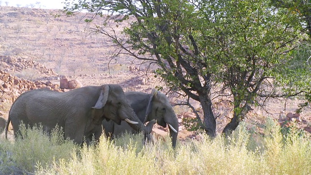 图为非洲象在大草原行走/埃托沙国家公园，纳米比亚视频素材