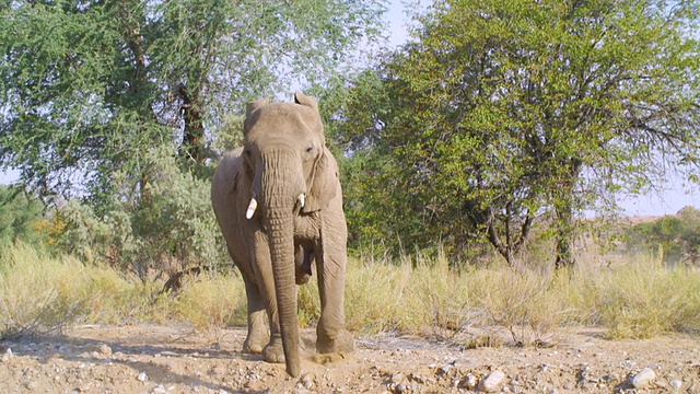 愤怒的非洲象在大草原上行走/埃托沙国家公园，纳米比亚视频素材