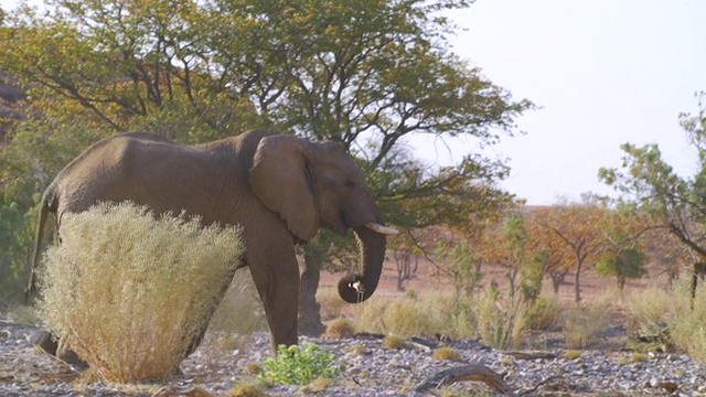 非洲大象在大草原行走/埃托沙国家公园，纳米比亚视频素材