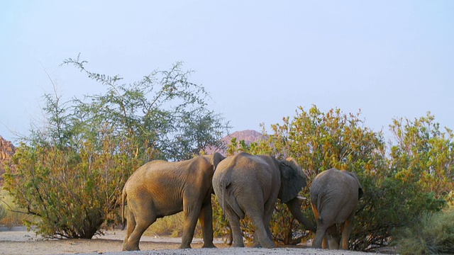 图为非洲象在大草原行走/埃托沙国家公园，纳米比亚视频素材