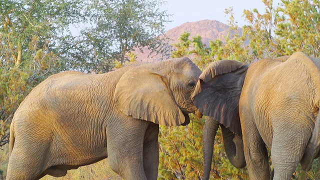 两只非洲象面对面的照片/埃托沙国家公园，纳米比亚视频素材