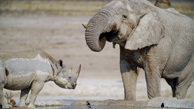 在纳米比亚的大草原/埃托沙国家公园，泥泞的黑犀牛，非洲大象和长颈鹿视频素材
