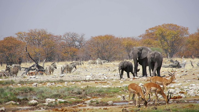 非洲象在大草原上行走，黑斑羚突出/埃托沙国家公园，纳米比亚视频下载