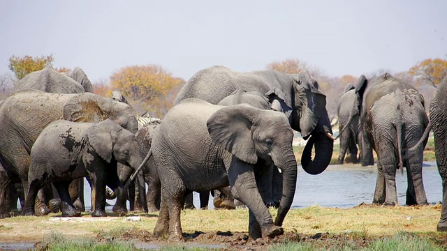 一群非洲象在泥里打滚的MS镜头/埃托沙国家公园，纳米比亚视频素材