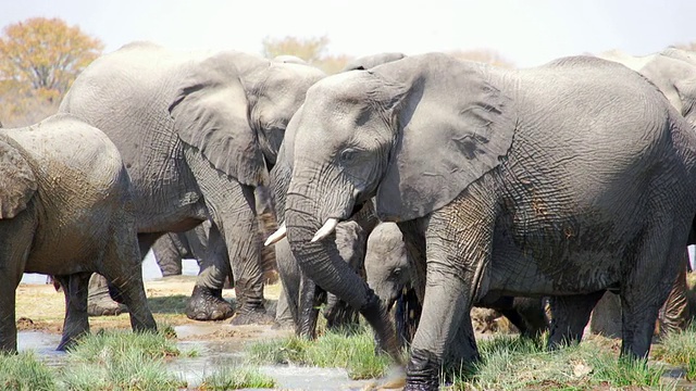 一群非洲象在泥里打滚的MS镜头/ Etosha国家公园，纳米比亚视频素材