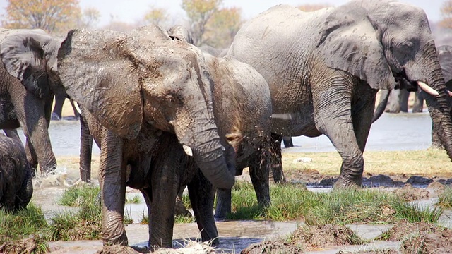 一群非洲象在泥里打滚的MS镜头/埃托沙国家公园，纳米比亚视频素材