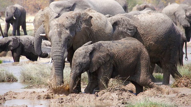 一群非洲象在泥里打滚的镜头/埃托沙国家公园，纳米比亚视频购买
