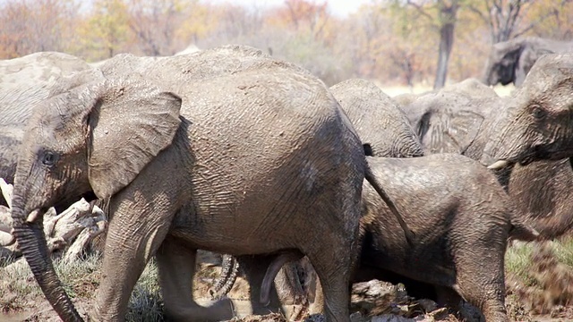 一群非洲象在泥里打滚的镜头/埃托沙国家公园，纳米比亚视频素材
