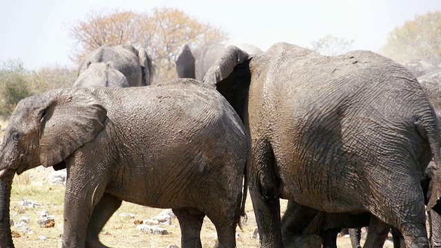 在纳米比亚的大草原/埃托沙国家公园拍摄的非洲象视频素材